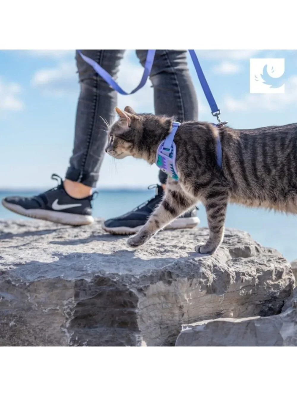 Adjustable Airmesh Cat Harness & 6ft Leash for Walking & Travel - Medium